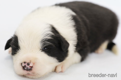 成約済の神奈川県のボーダーコリー-315523の8枚目